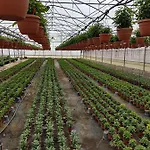 Фермерский дом Masseria Sucea Мартано