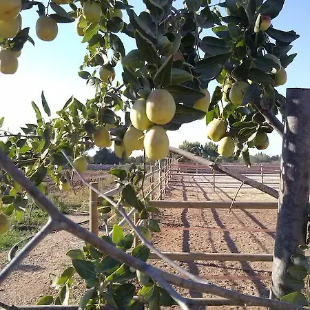 Masseria Sucea Фермерский дом Мартано
