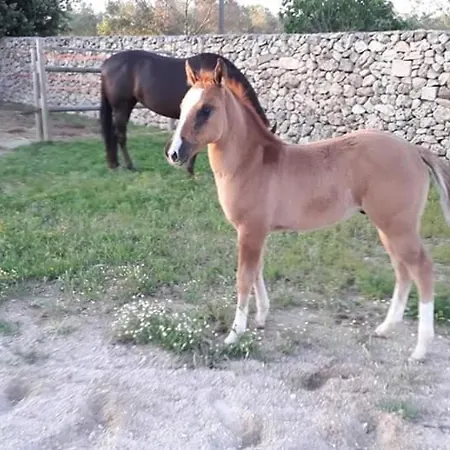 Masseria Sucea مارتانو