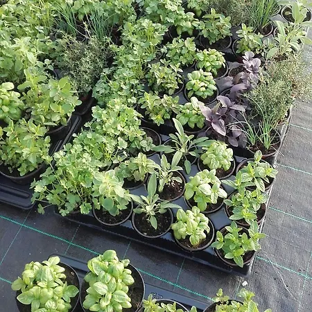 Masseria Sucea Feriegård