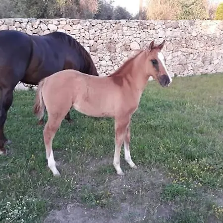 Masseria Sucea Martano