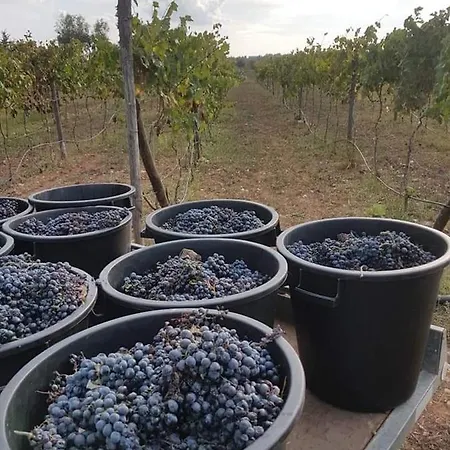 Feriegård Masseria Sucea *