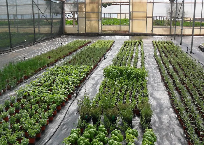 Masseria Sucéa Agroturismo Martano