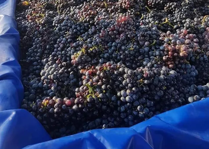 مزرعة للإقامة Masseria Sucea مارتانو